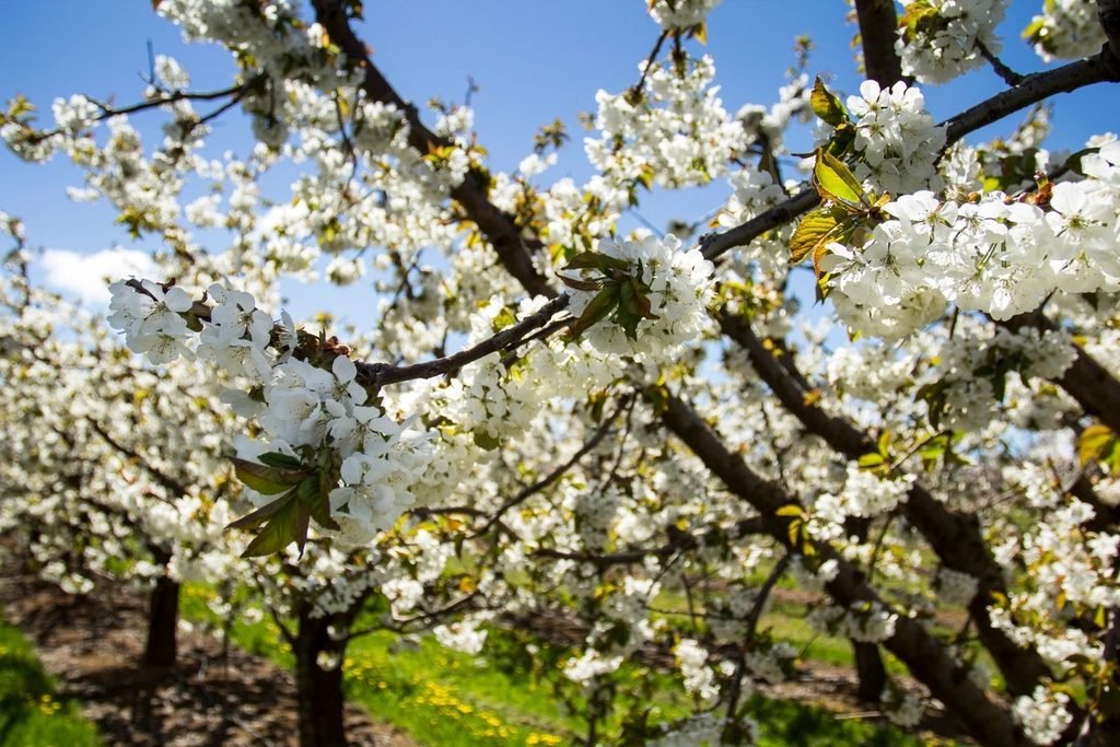 Arbres fruitiers en fleurs dans un verger