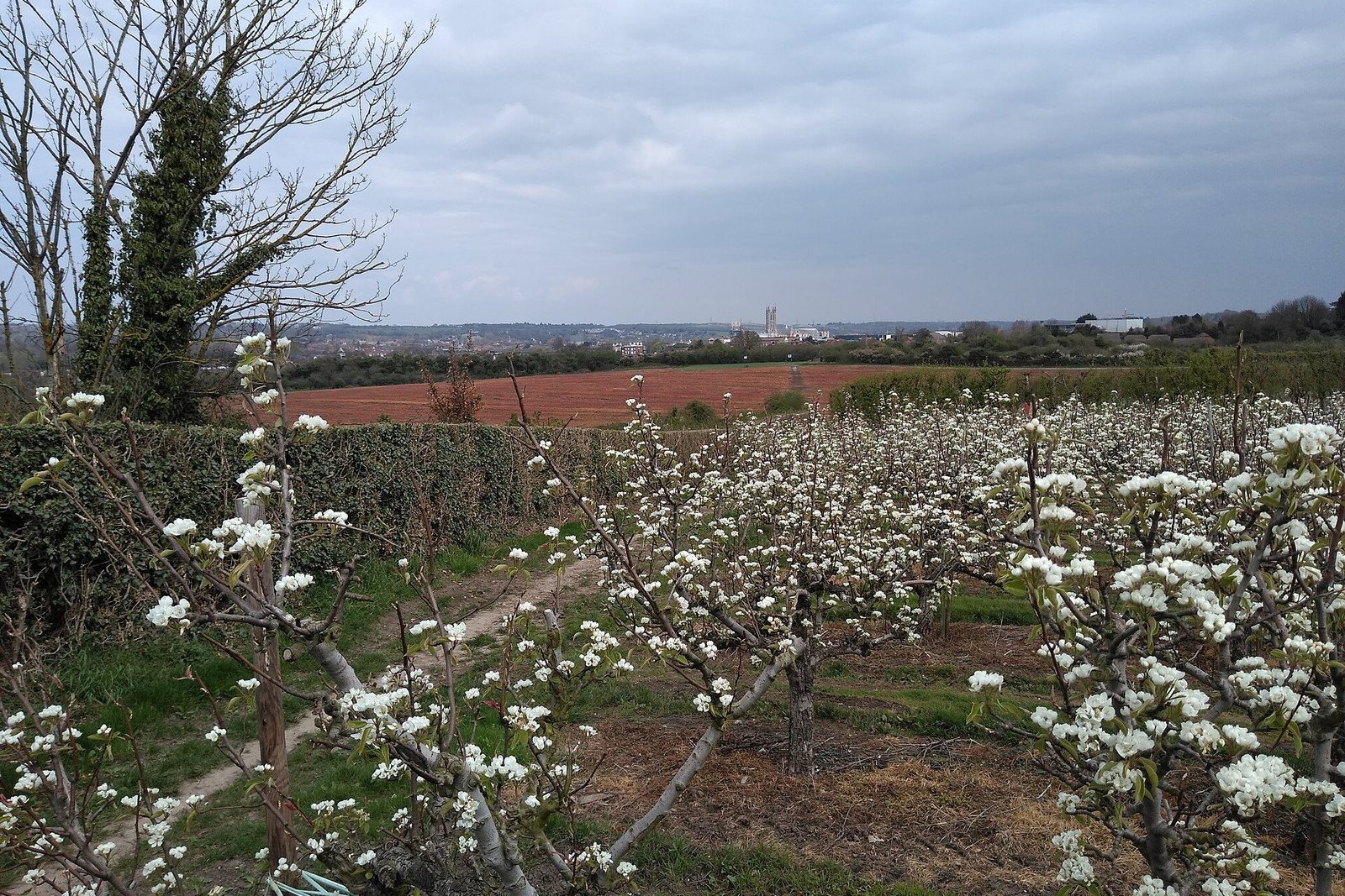 Verger de pommiers en pleine floraison