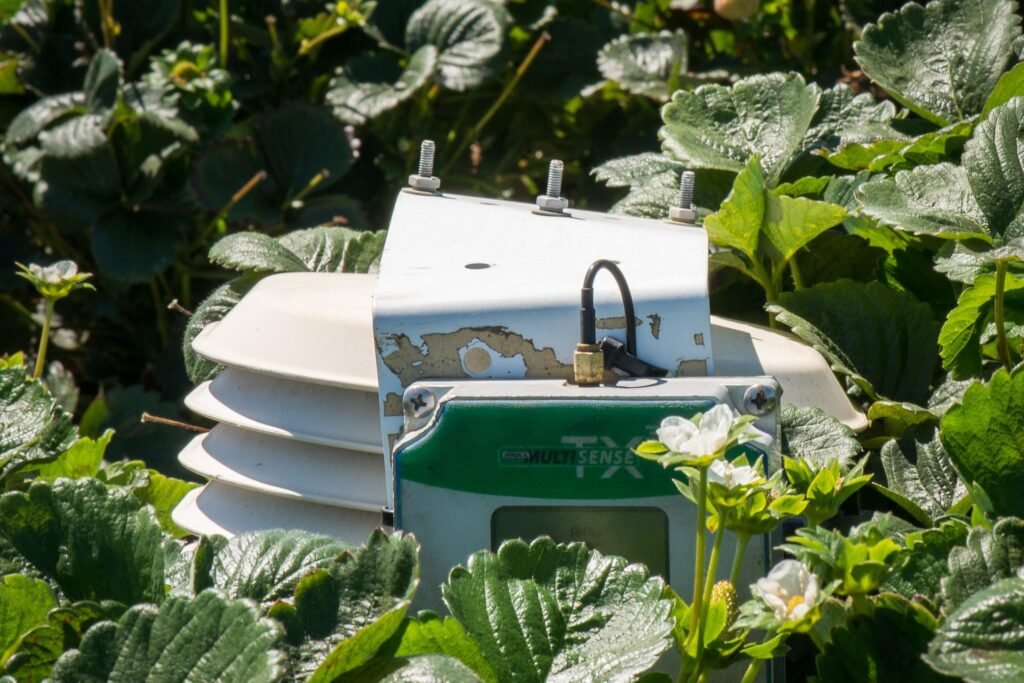 Abri de capteur météo installé dans une culture de fraises