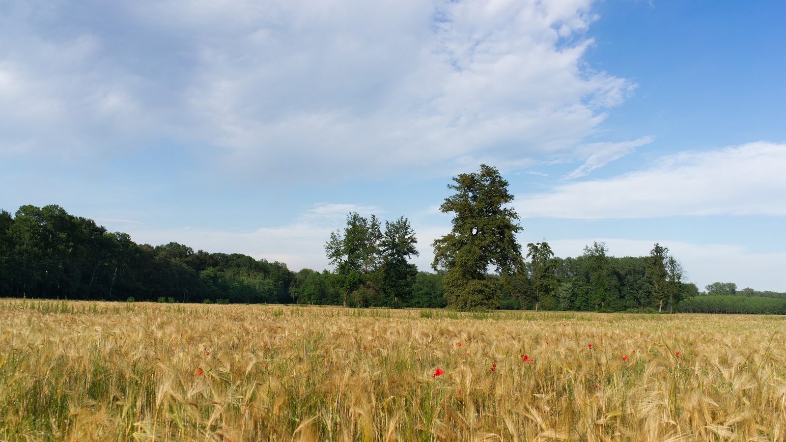 Champ de blé en été bordé d'arbres, paysage agricole