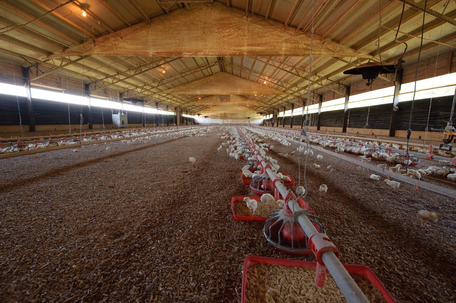 Intérieur d'un bâtiment de poulets de chair avec lignes de mangeoires et rideaux latéraux