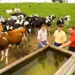 Vaches laitières autour d'un abreuvoir en béton au pâturage