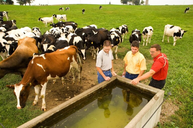 Vaches laitières autour d'un abreuvoir en béton au pâturage