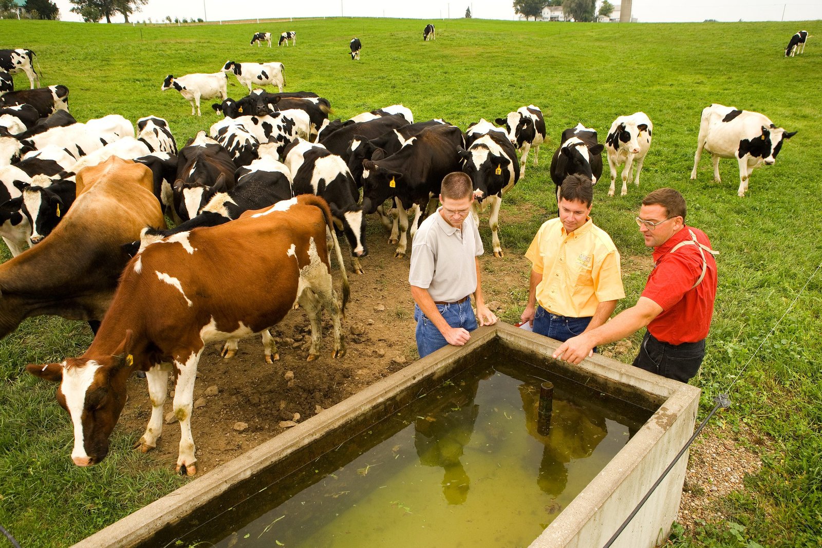 Vaches laitières autour d'un abreuvoir en béton au pâturage