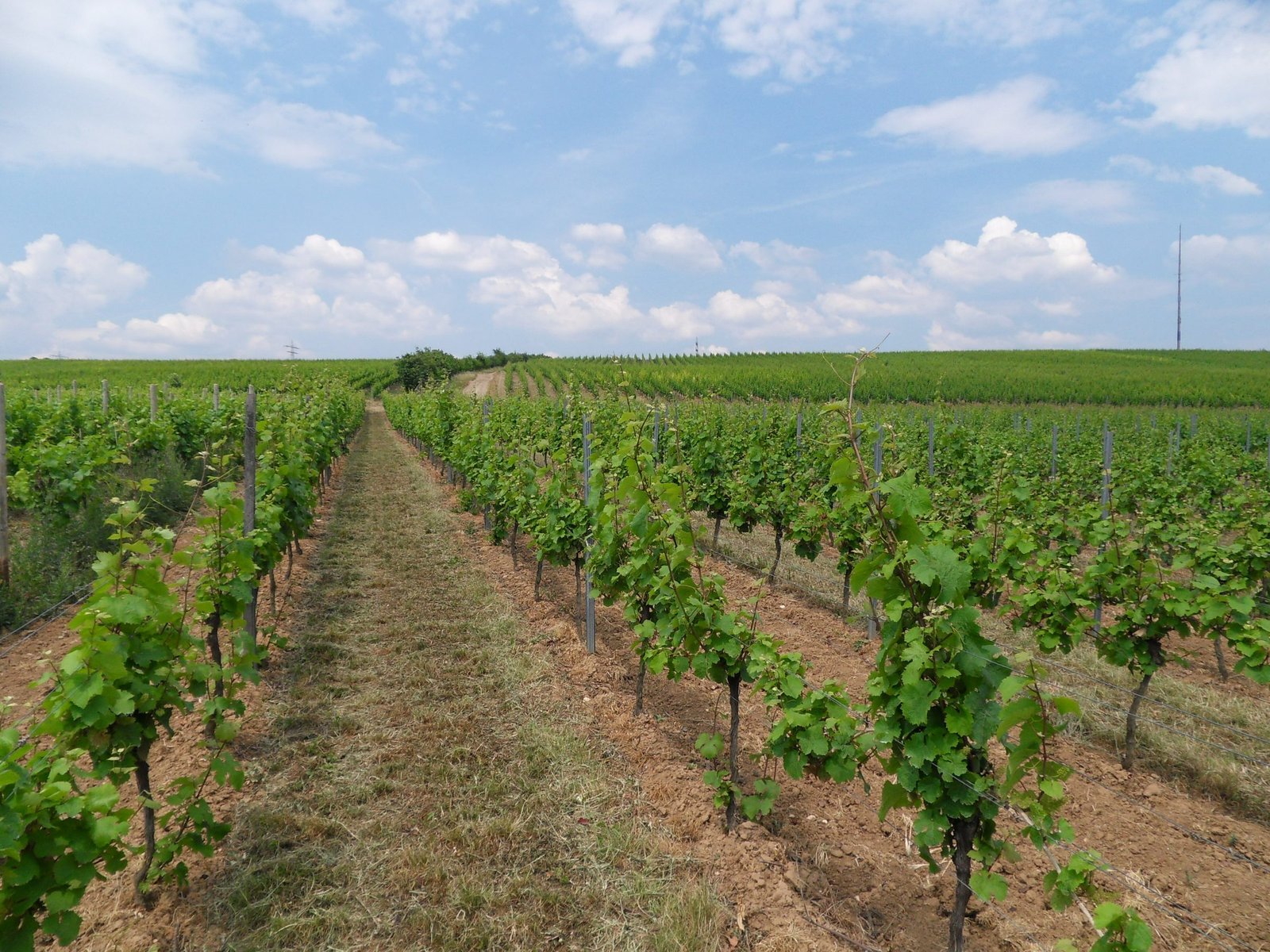 Rangs de vigne en juin après une gelée de printemps : les ceps du bas de la parcelle repoussent à peine