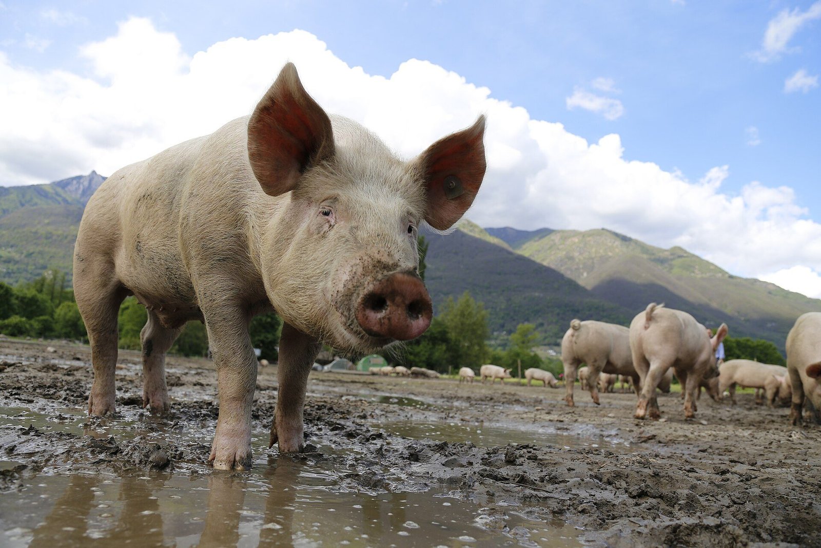 Porc en plein air dans un élevage de montagne