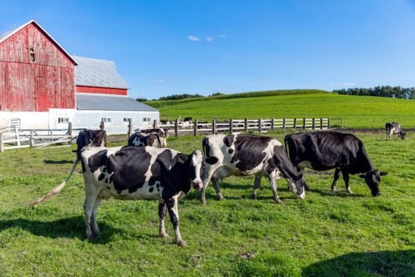 Troupeau de vaches au pré devant une ferme
