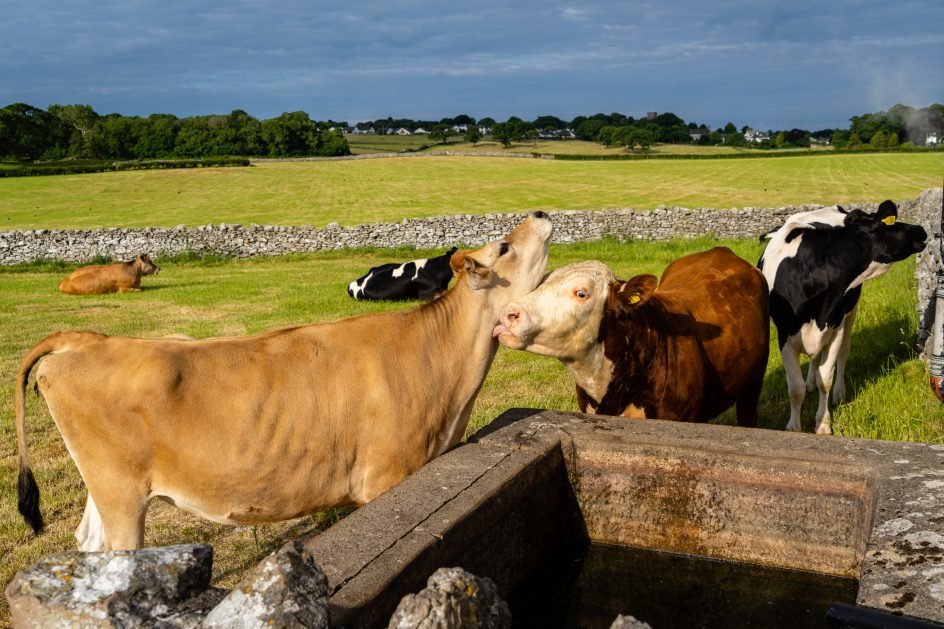Vaches à l'abreuvoir dans une pâture