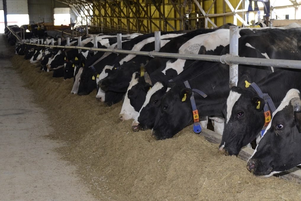 Vaches laitières à l'auge dans un bâtiment d'élevage