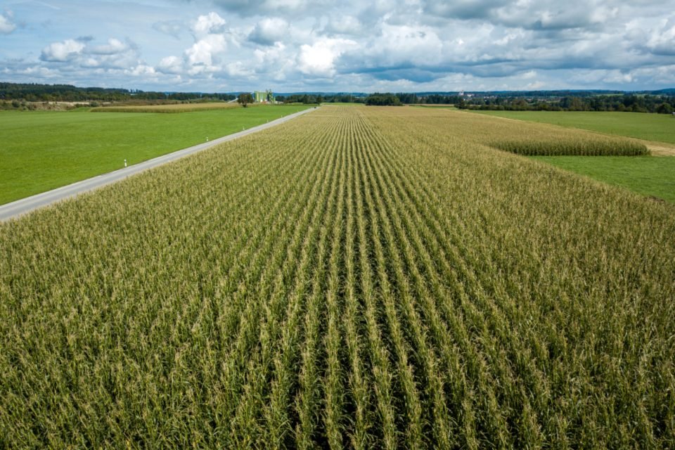 Vue aérienne d'un champ de maïs en rangs