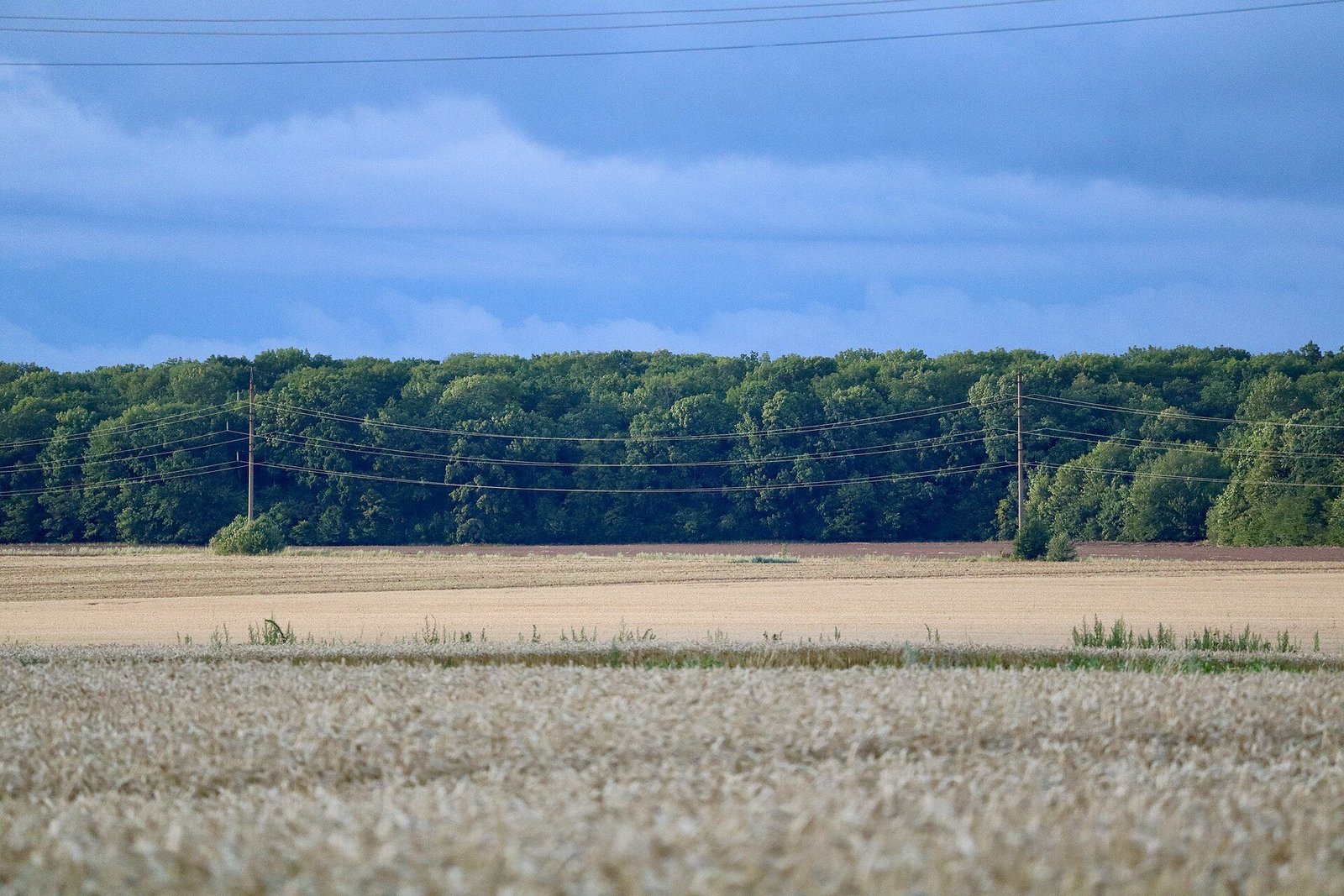 Grande parcelle de céréales au pied d'une forêt