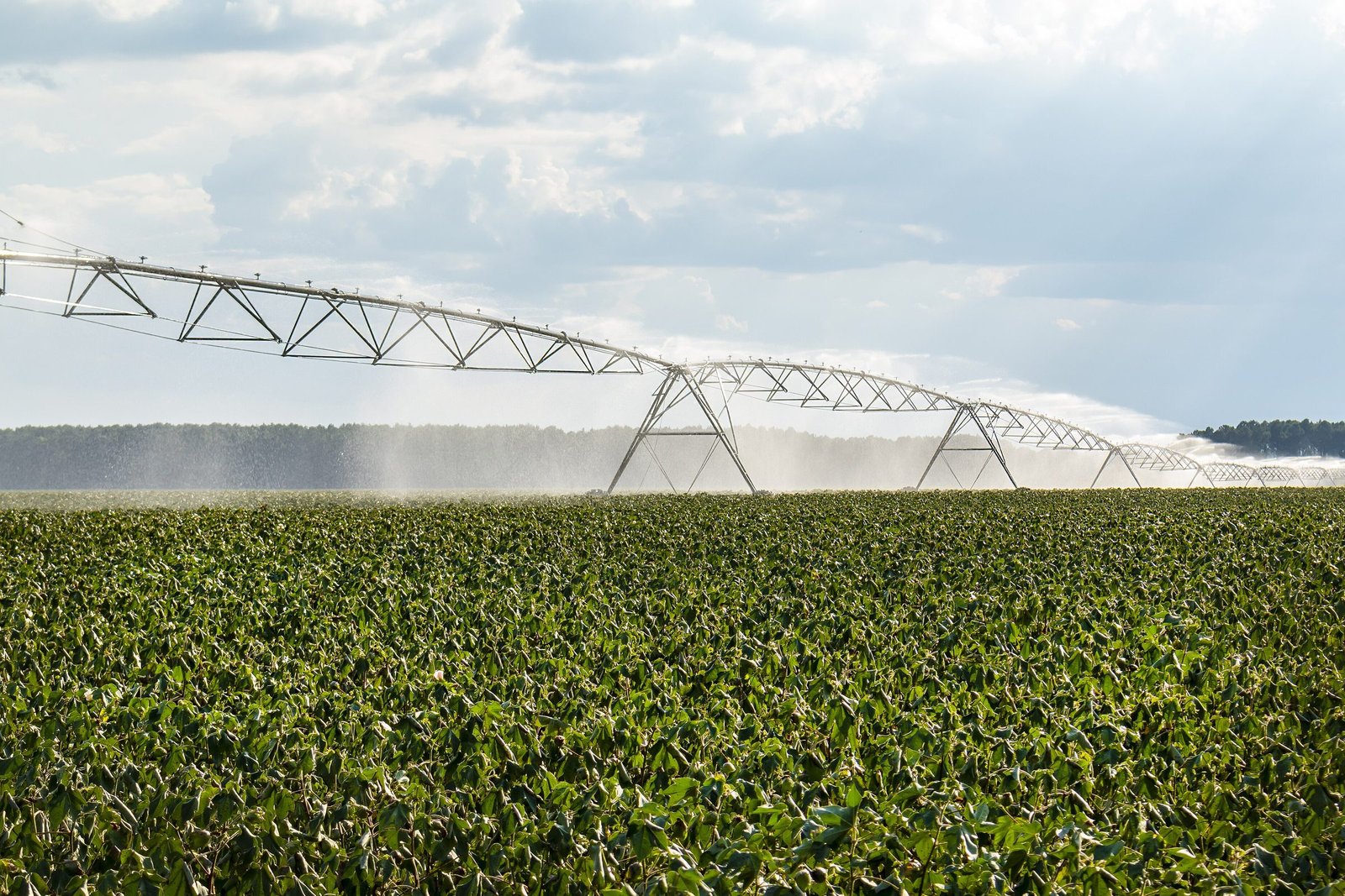 Rampe d'irrigation pivot au-dessus d'une culture