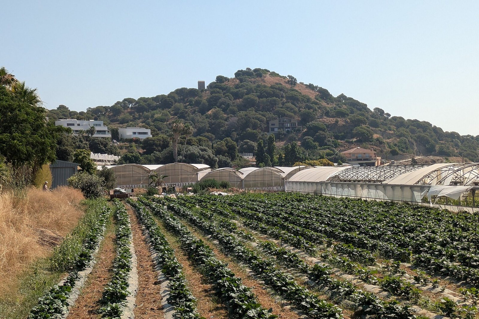 Parcelle de maraîchage et serres au pied d'une colline
