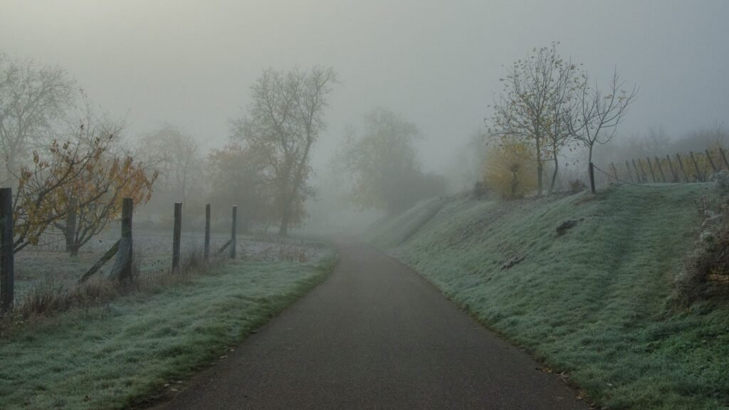 Vignoble dans la brume givrante d'un matin froid