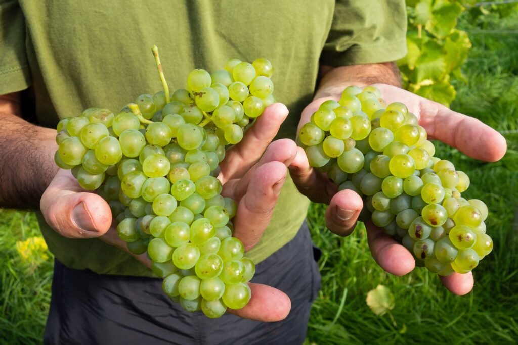Grappes de raisin blanc dans les mains d'un viticulteur