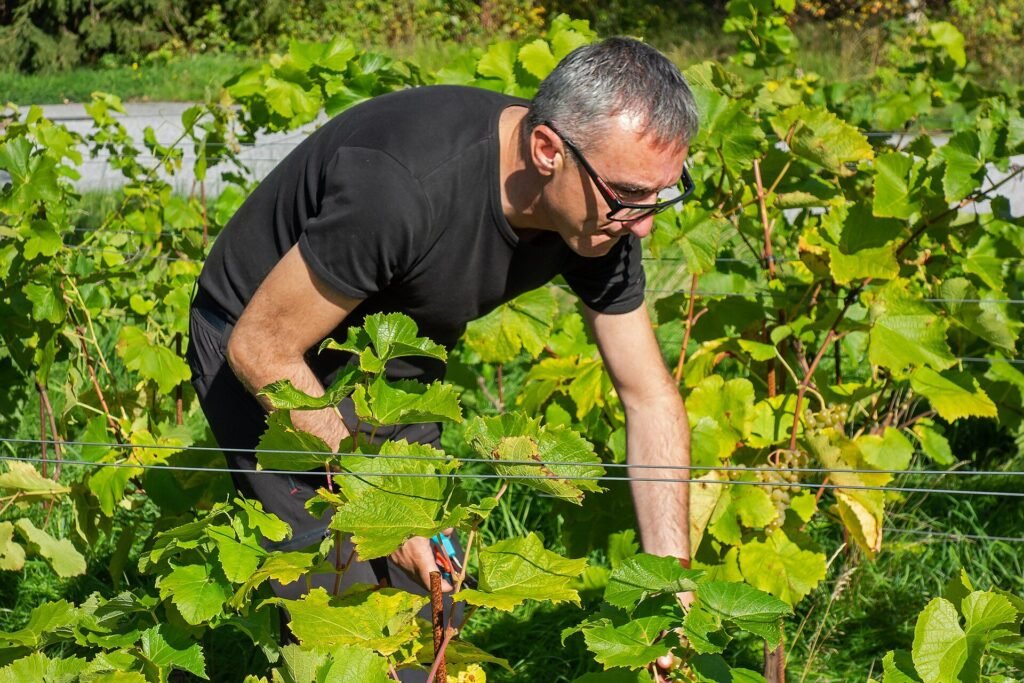 Vigneron au travail dans les rangs de vigne