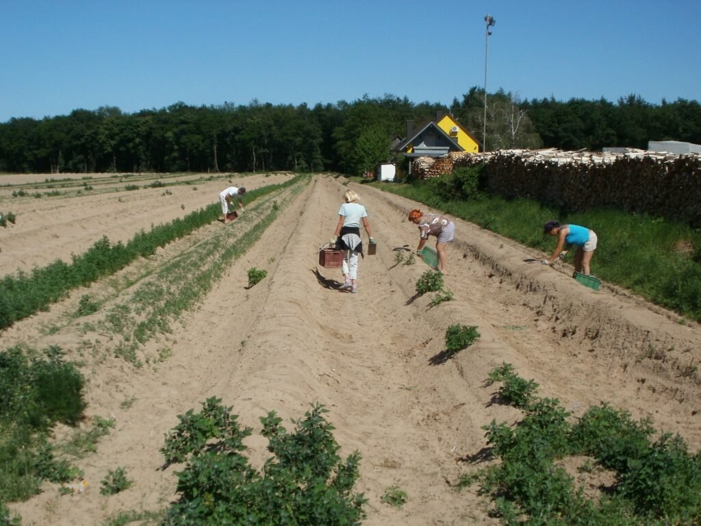 Récolte d'asperges blanches à la main sur des buttes découvertes